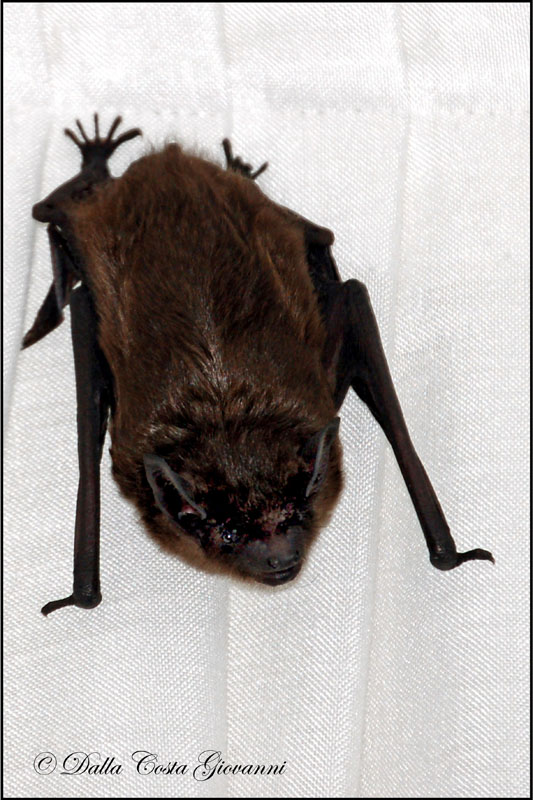 Eptesicus cfr. serotinus